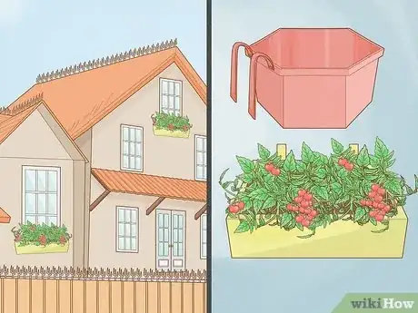 Imagen titulada Grow a Tomato Plant Step 4