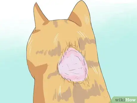 Imagen titulada Recognize and Treat Ringworm in Cats Step 4