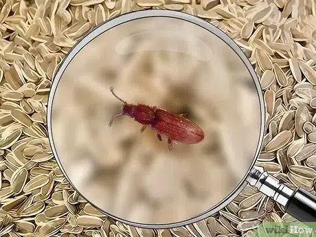 Imagen titulada Identify Beetles Step 21