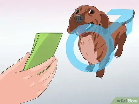 Imagen titulada Breed Dachshunds Step 11