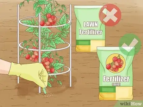 Imagen titulada Grow a Tomato Plant Step 15