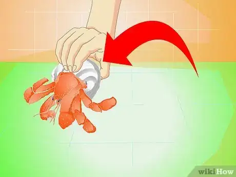 Imagen titulada Know when Your Hermit Crab Is Dead Step 4