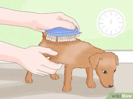 Imagen titulada Stop a Dog from Humping Step 12
