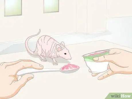 Imagen titulada Care for a Hairless Rat Step 3