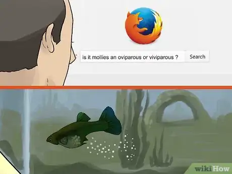 Imagen titulada Tell if Your Fish Is Having Babies Step 7
