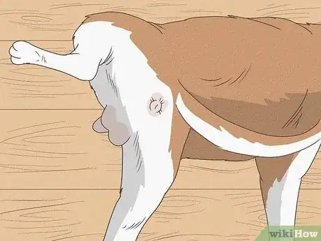Imagen titulada Know When Your Dog is Sick Step 16