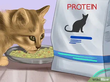Imagen titulada Tell if Your Cat Has a Food Intolerance Step 9