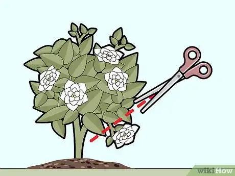 Imagen titulada Care for Gardenias Step 10