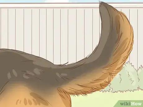 Imagen titulada Identify a German Shepherd Step 6