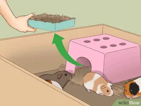 Imagen titulada Care for a Pregnant Guinea Pig Step 16