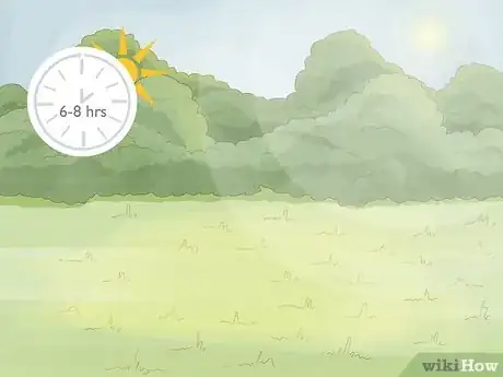 Imagen titulada Grow a Tomato Plant Step 1