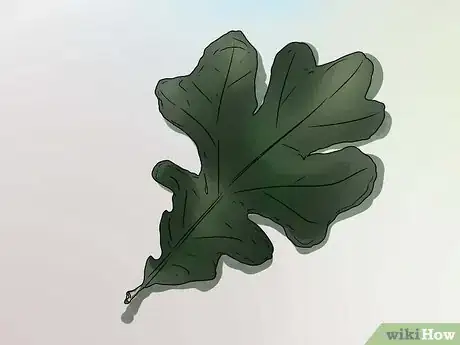 Imagen titulada Identify Oak Leaves Step 10