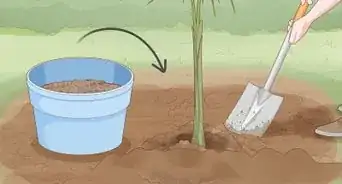 plantar semillas de dátil