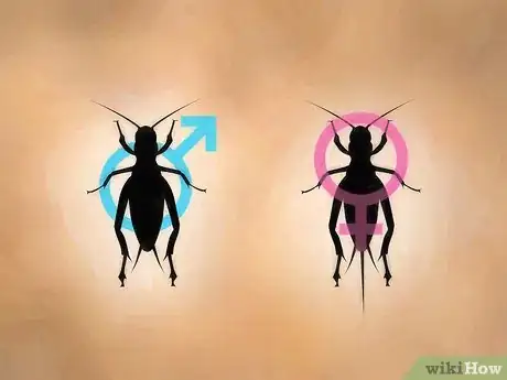 Imagen titulada Care for Live Crickets for Reptiles Step 14