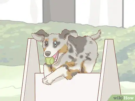 Imagen titulada Keep an Australian Shepherd Busy Step 3