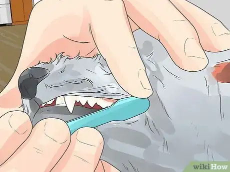 Imagen titulada Care for a Maltese Dog Step 8