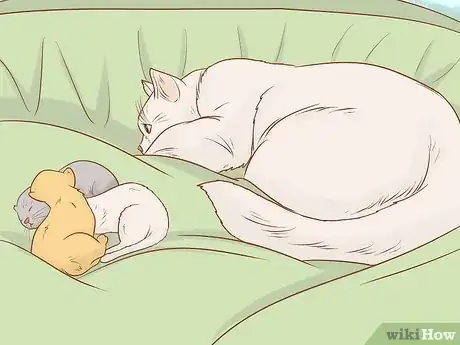 Imagen titulada Tell if a Cat Still Has Kittens Inside Step 8