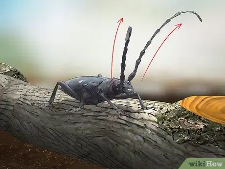 Imagen titulada Identify Beetles Step 10