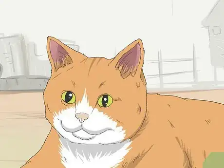Imagen titulada Tame a Feral Cat Step 11