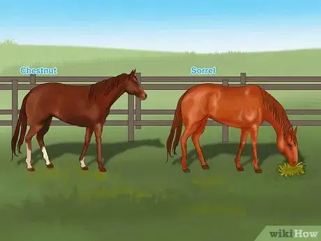 Imagen titulada Distinguish Horse Color by Name Step 6