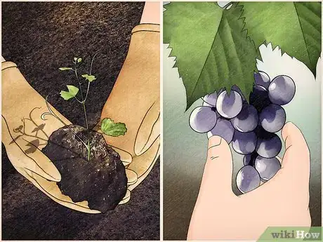 Imagen titulada Start a Vineyard Step 1