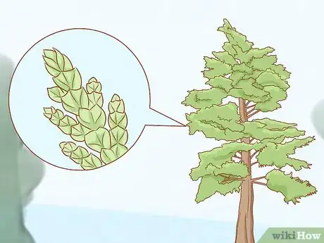 Imagen titulada Identify Cedar Trees Step 6