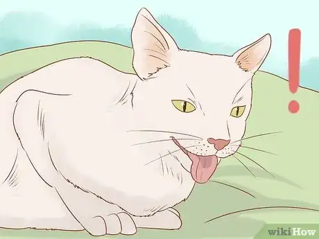 Imagen titulada Tell if a Cat Still Has Kittens Inside Step 1
