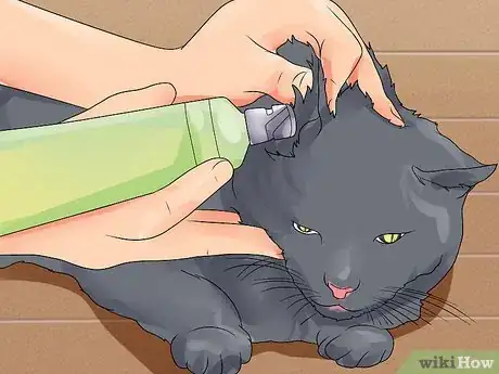 Imagen titulada Treat Ear Haematomas in Cats Step 11