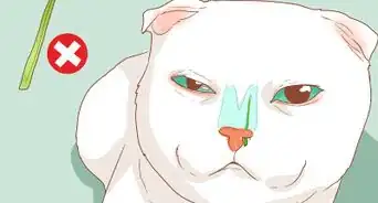tratar la congestión nasal de un gato