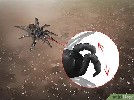Imagen titulada Identify a Trapdoor Spider Step 3