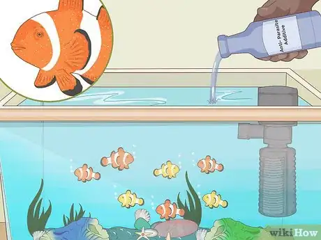 Imagen titulada Care for a Clown Fish Step 20