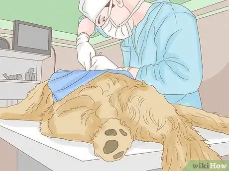 Imagen titulada Stop a Dog from Humping Step 14