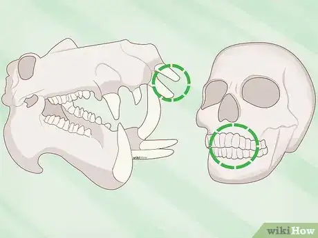 Imagen titulada Identify Human Bones Step 5