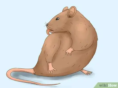 Imagen titulada Get Rid of Tropical Rat Mites on Pet Rats Step 1Bullet3