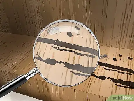 Imagen titulada Kill Ants in Your House Step 10