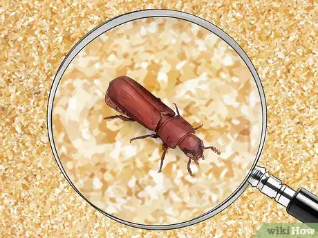 Imagen titulada Identify Beetles Step 19