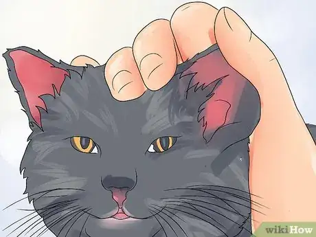 Imagen titulada Treat Ear Haematomas in Cats Step 14