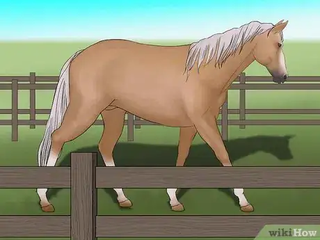 Imagen titulada Distinguish Horse Color by Name Step 7