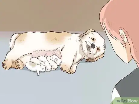 Imagen titulada Breed Shih Tzus Step 13