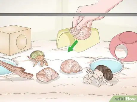 Imagen titulada Play With Your Hermit Crab Step 9