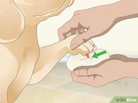 Imagen titulada Stop a Quick from Bleeding Step 3