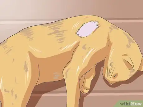 Imagen titulada Recognize and Treat Ringworm in Cats Step 1