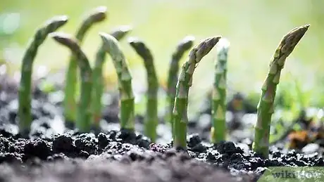 Imagen titulada Eat Asparagus Step 5
