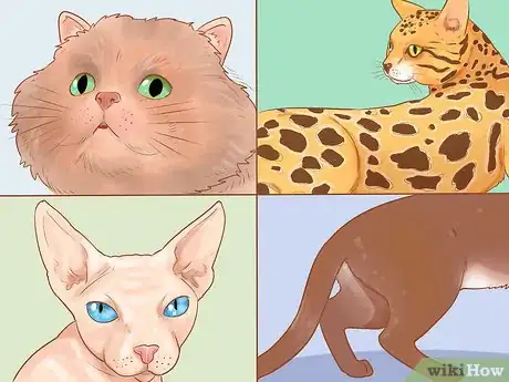 Imagen titulada Identify Cats Step 1