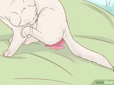 Imagen titulada Tell if a Cat Still Has Kittens Inside Step 9