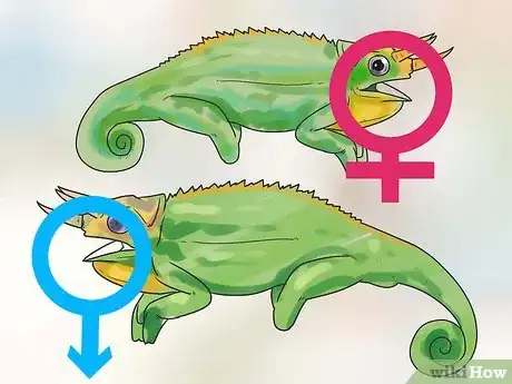 Imagen titulada Tell if a Chameleon Is Male or Female Step 7