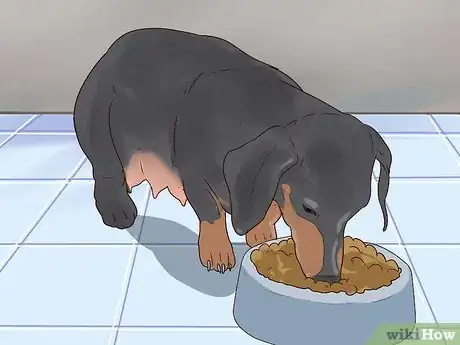 Imagen titulada Breed Dachshunds Step 15