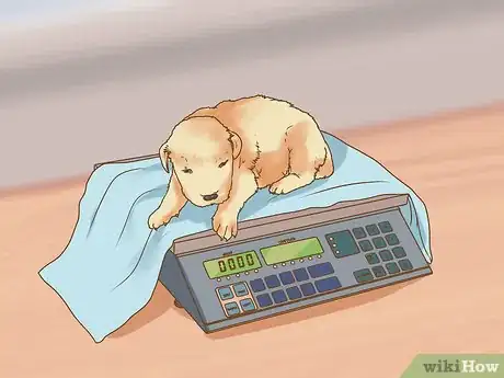 Imagen titulada Whelp and Raise a Premature Puppy Step 11