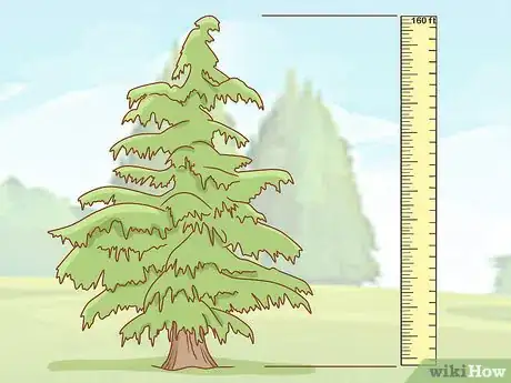 Imagen titulada Identify Cedar Trees Step 4