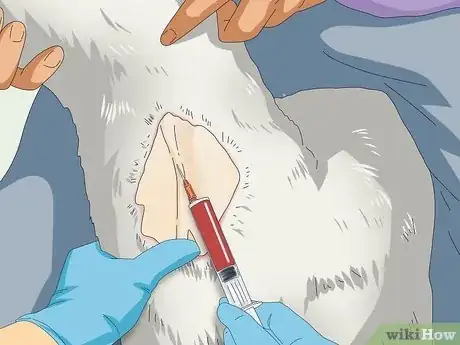 Imagen titulada Tell if a Goat Is Pregnant Step 11